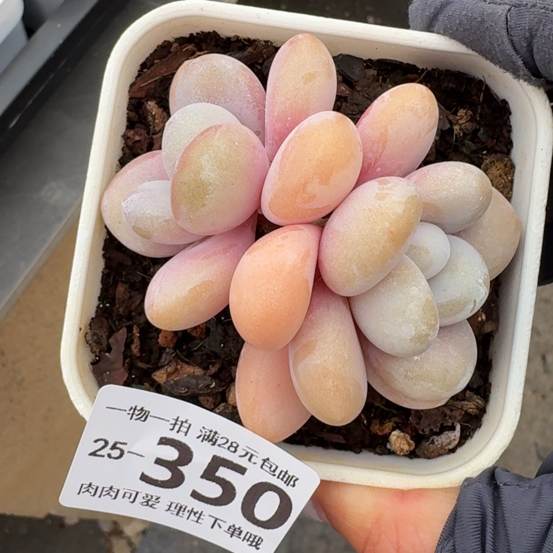 粉兔无盆土发货无