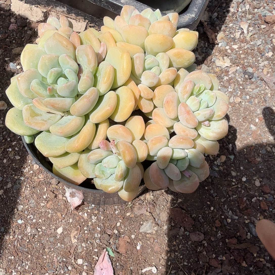 达芙妮多肉植物精品