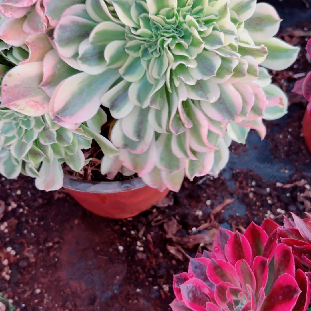 你592 号多肉法师植物