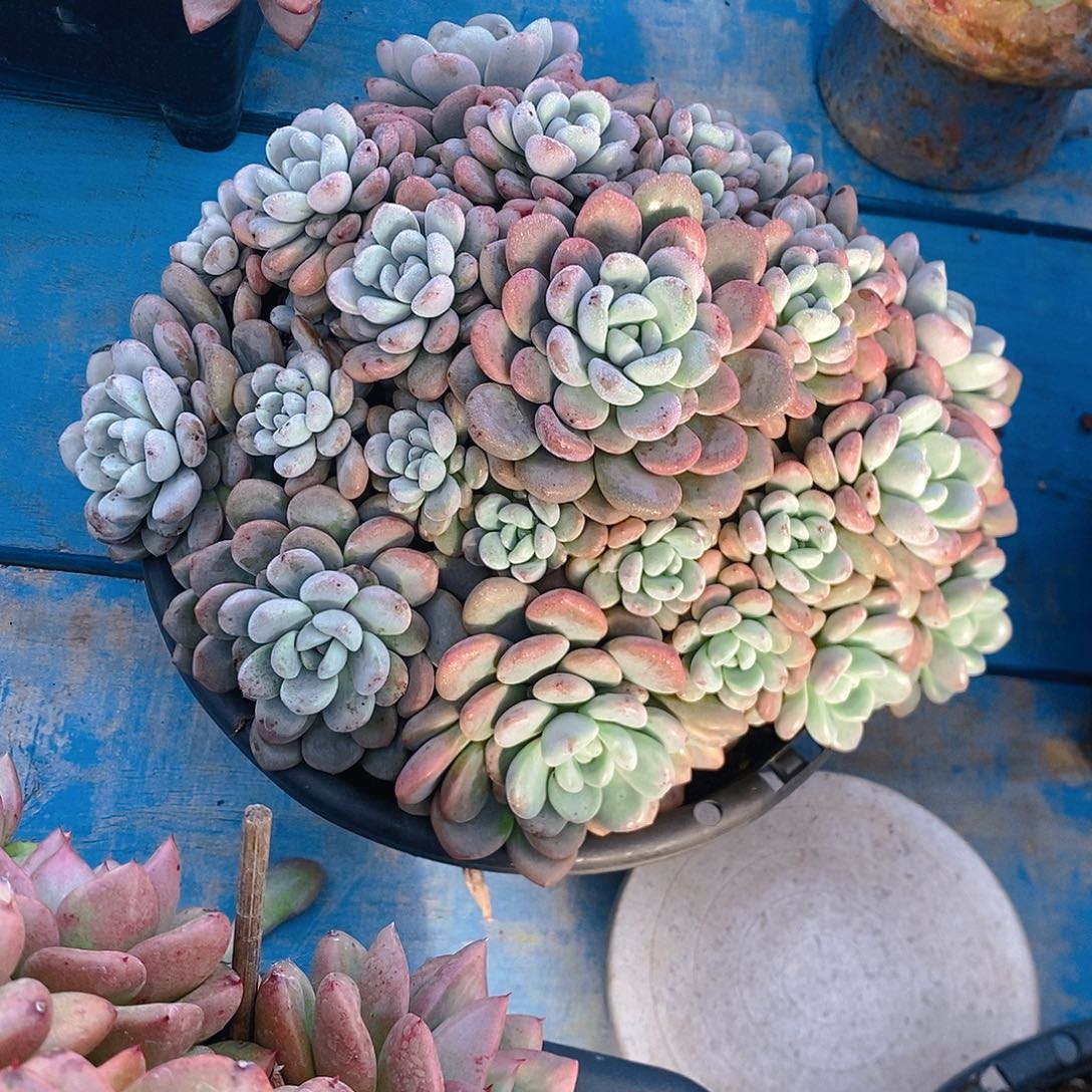 白鹭。             