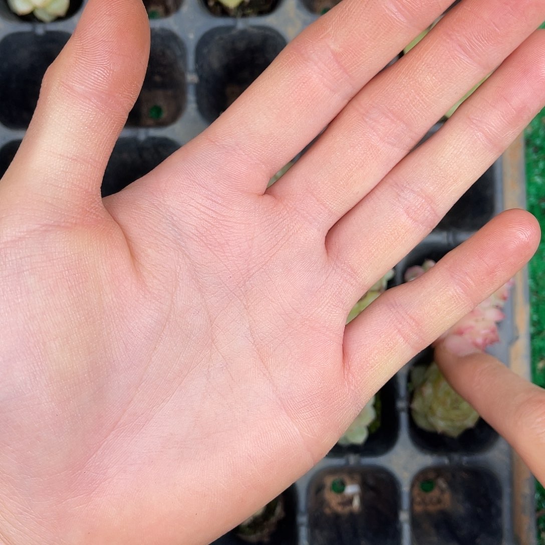 花***。多肉杂交一物一拍1-161