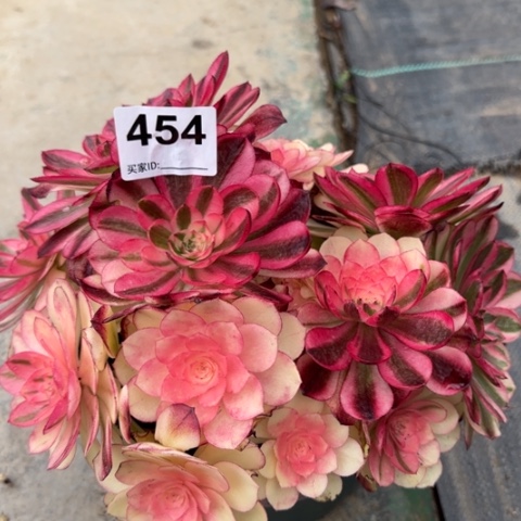 454荔枝23厘米左右朵朵