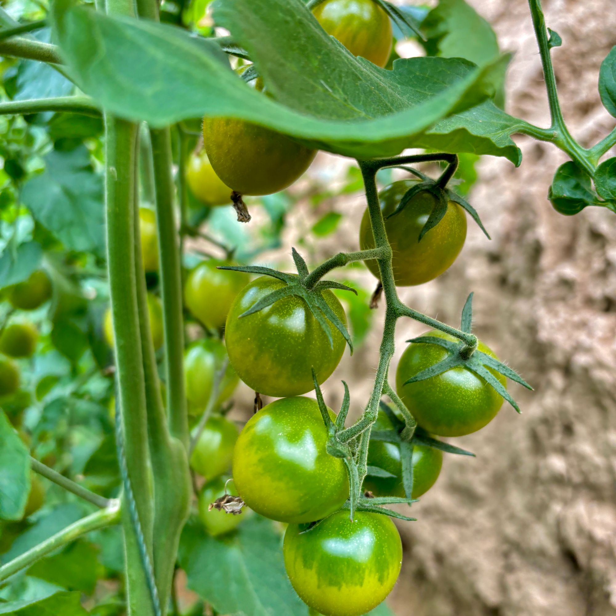 绿色青甜圣女果小番茄温室种植酸甜皮薄爆汁5斤装【顺丰包邮】