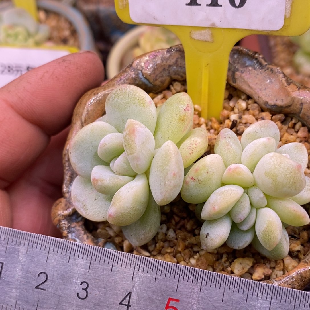 1110冰玉石化朵朵缀福利