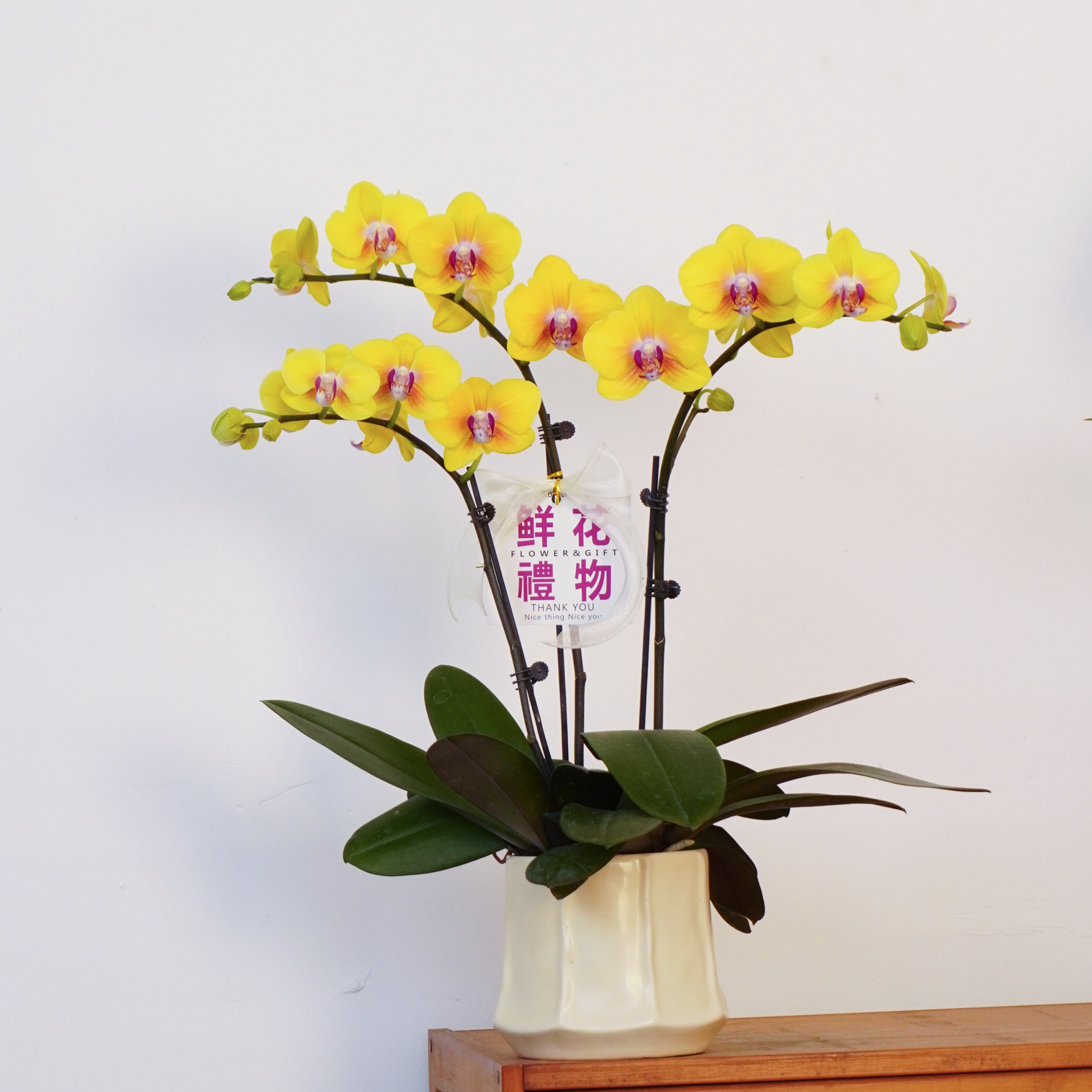 【大菠萝】黄色系列蝴蝶兰鲜花精致组盆开花株室内花卉年宵花