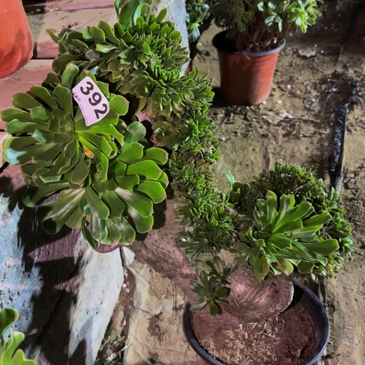 392夕颜多肉植物不售后中班