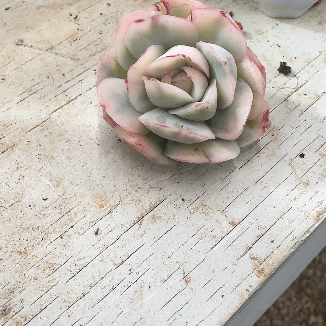 草莓蛋糕锦多肉植物