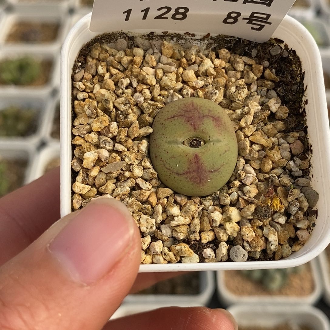 啊****士28-8-杂交。    