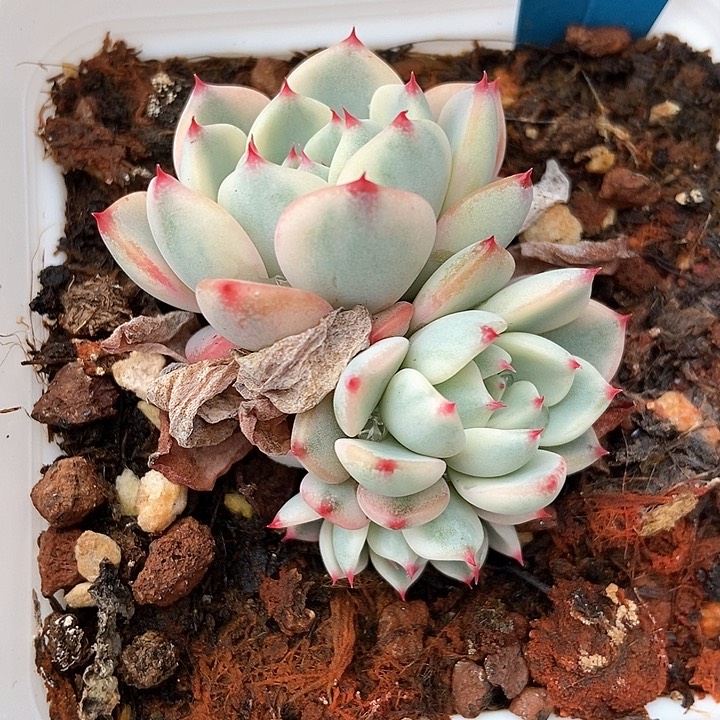 多肉植物7077多肉