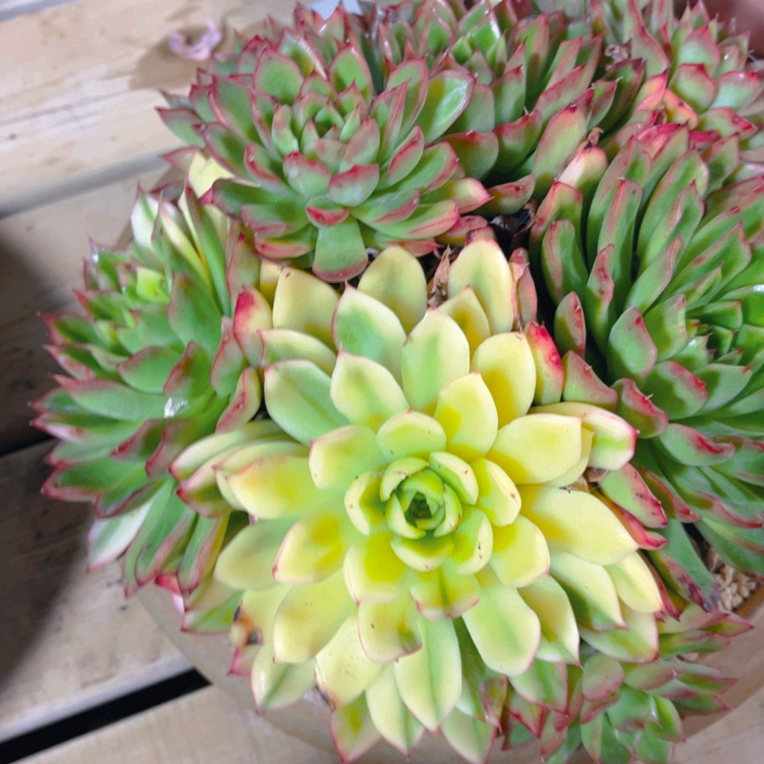 森***＊多肉植物保护研究所所长的