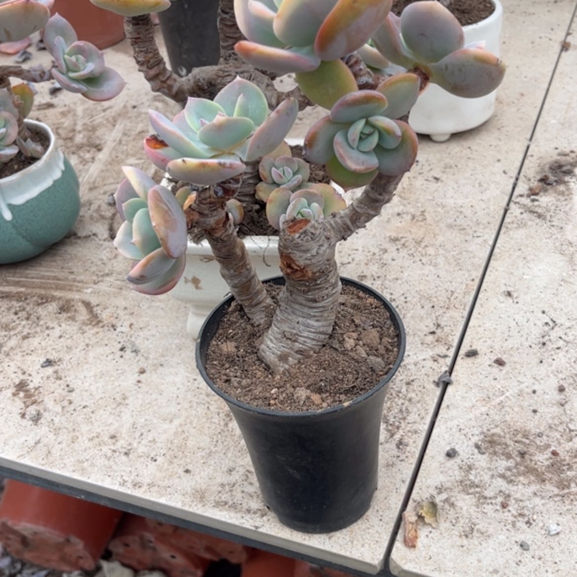 【闪购商品】无花朵এ****༻