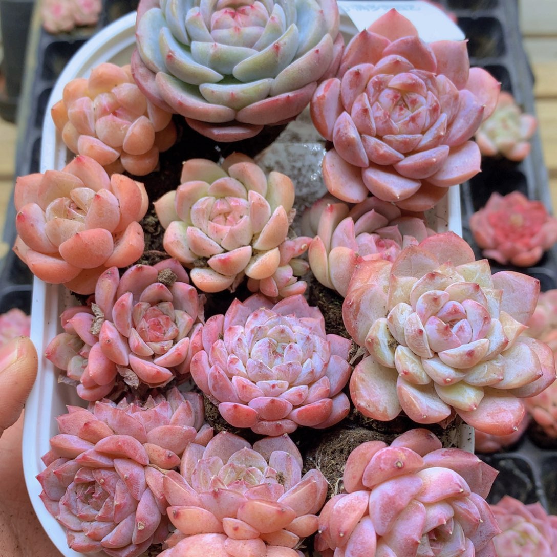z***q我要去看你了啊你043