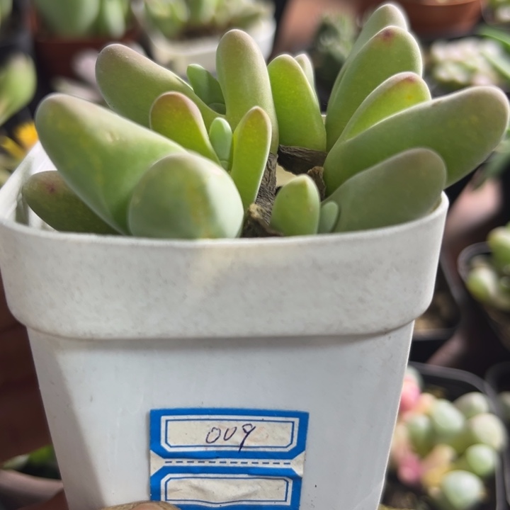 可爱多肉嘟嘟鲨鱼009