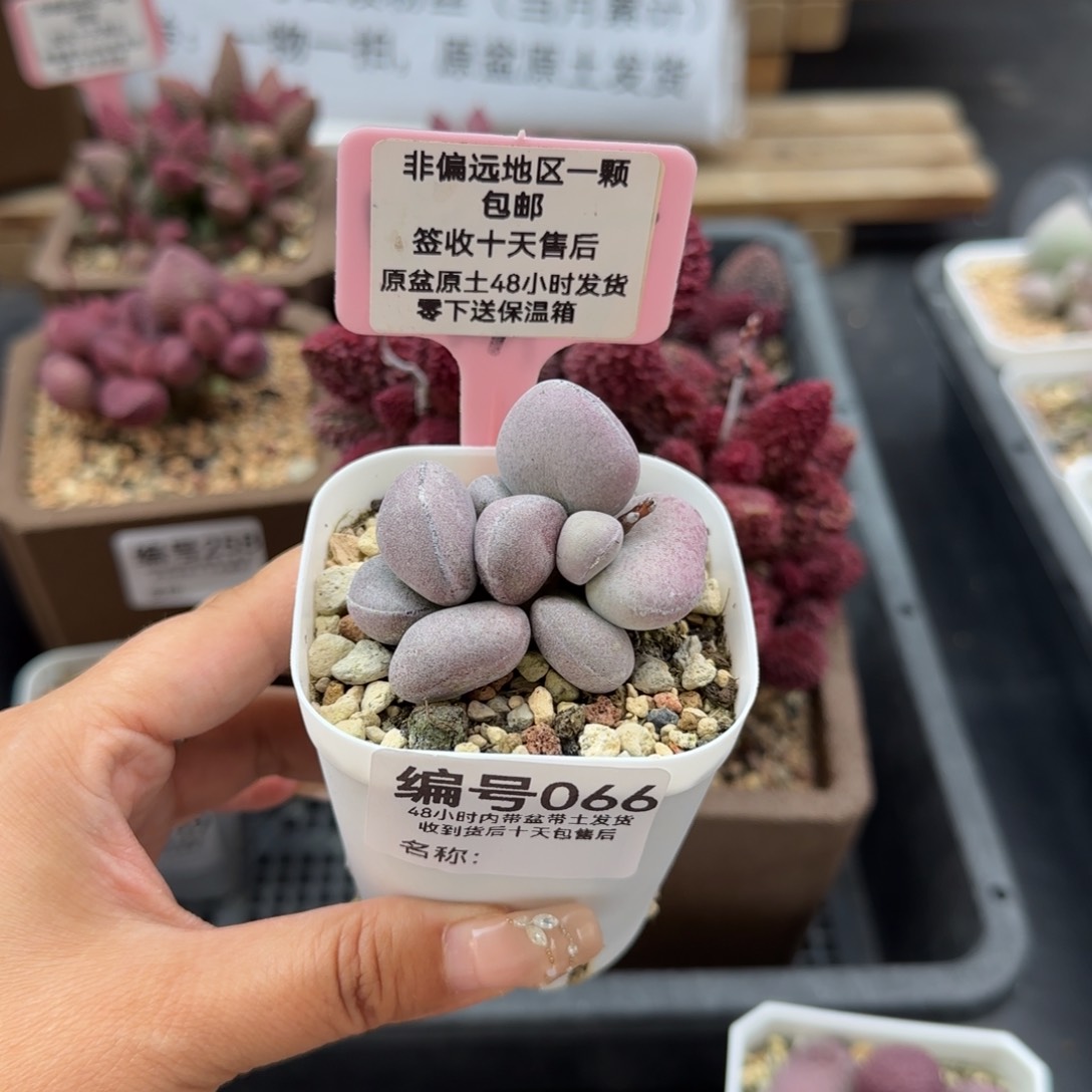 066球球紫蛋多肉植物