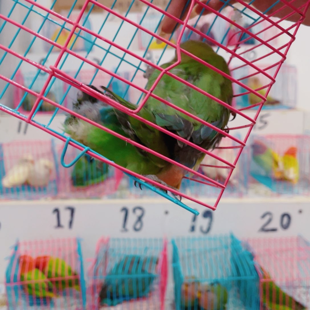 桃脸牡丹鹦鹉安*萱