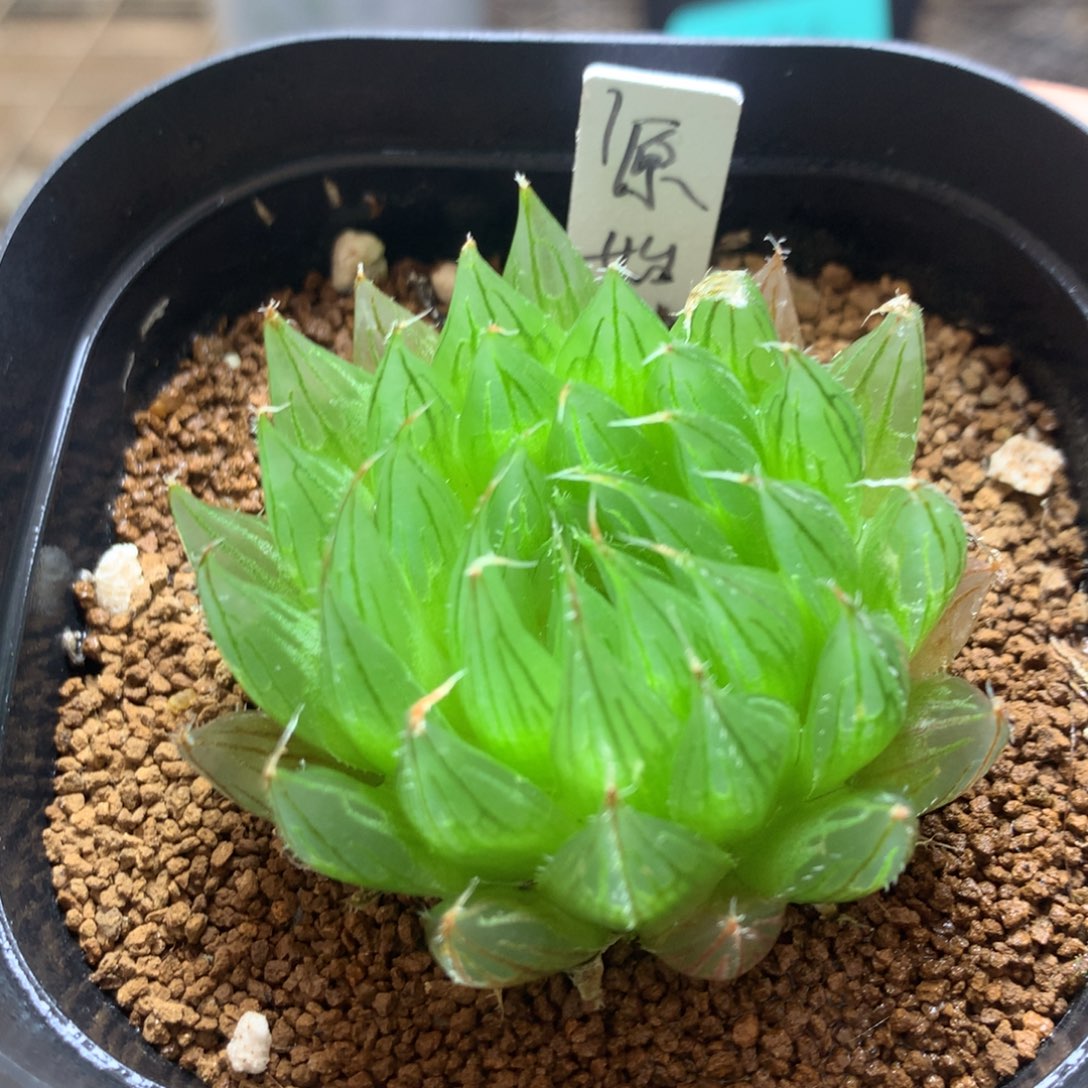 1号钻石原始种一物一拍