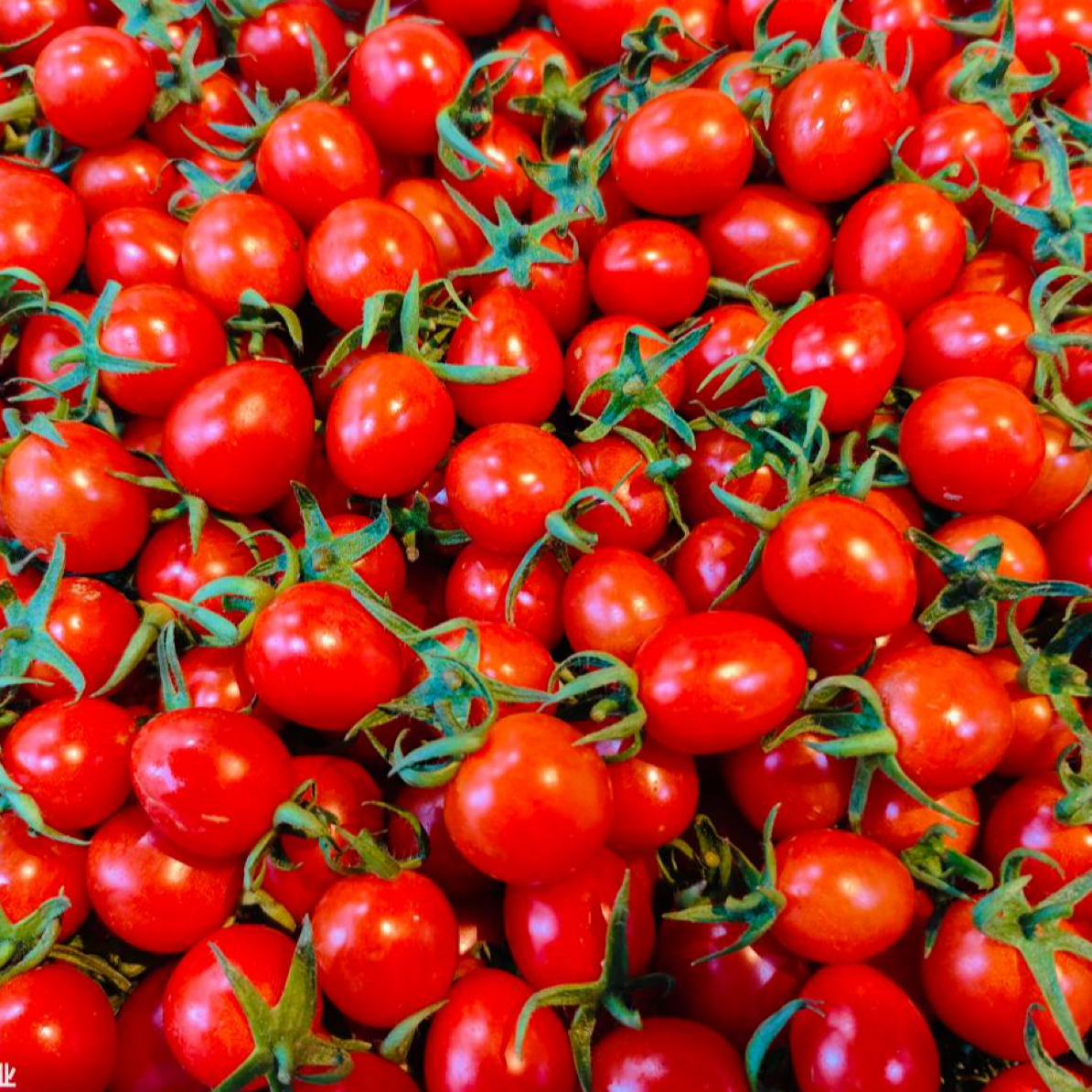 玲珑小甜甜一盒，一口爆汁！甜中带有丰富的西红柿味！