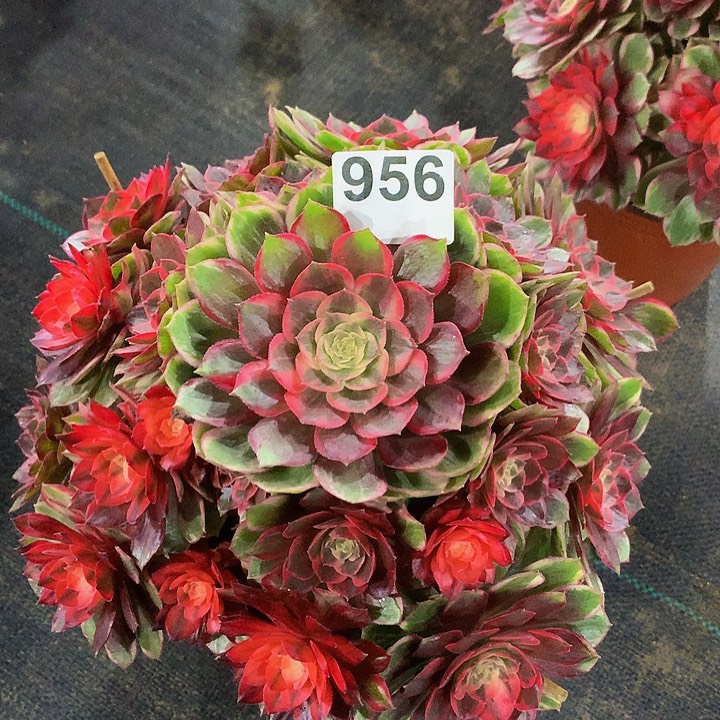 法师黑魔锦956000000