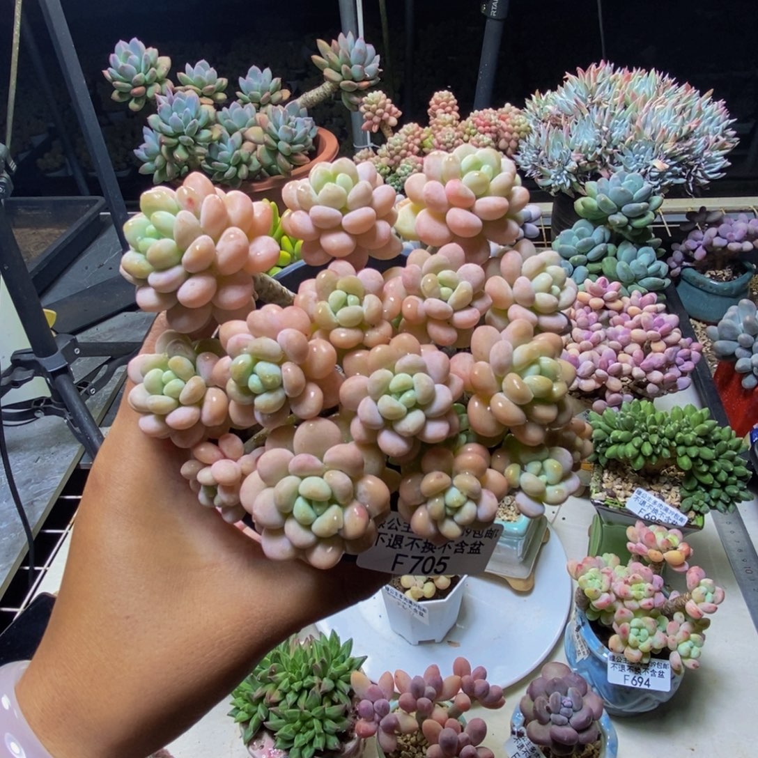 705洛可可多肉10cm