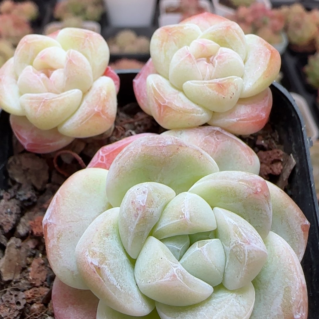 花语逸镜0116-120冰玉