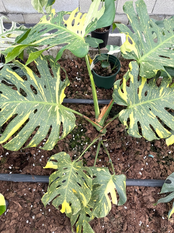 EMgarden|灯泡龟背竹 天南星科观叶热带植物