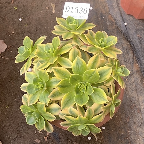 1336星爆多肉发货叶片有黑斑