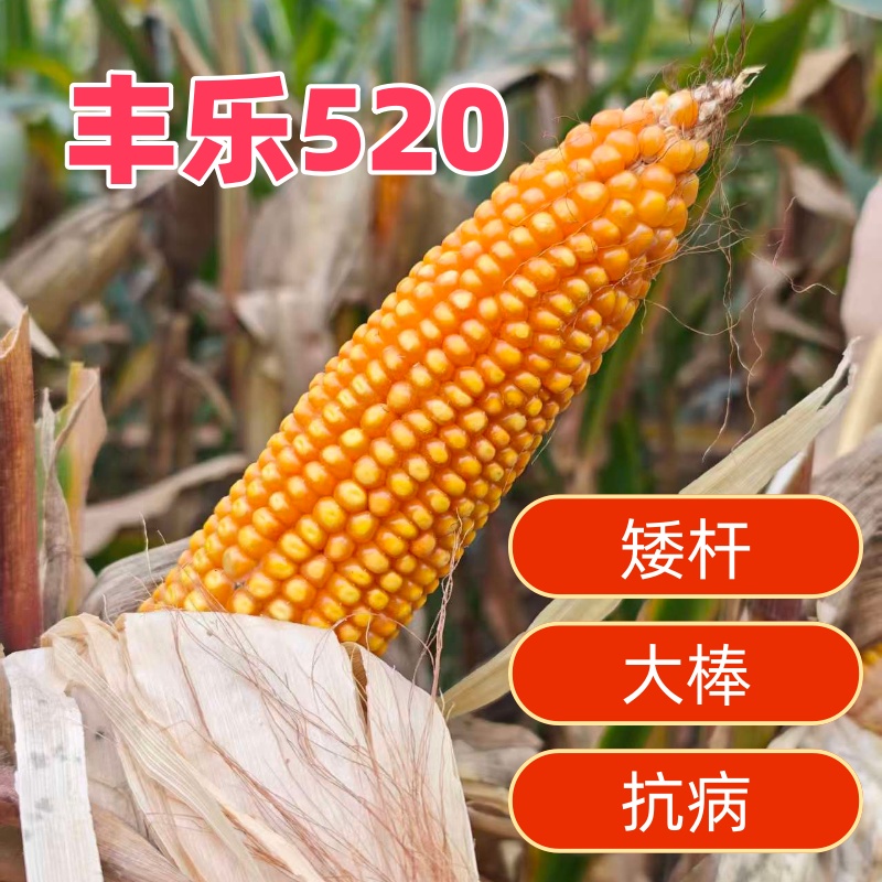 丰乐520白轴大棒玉米种子