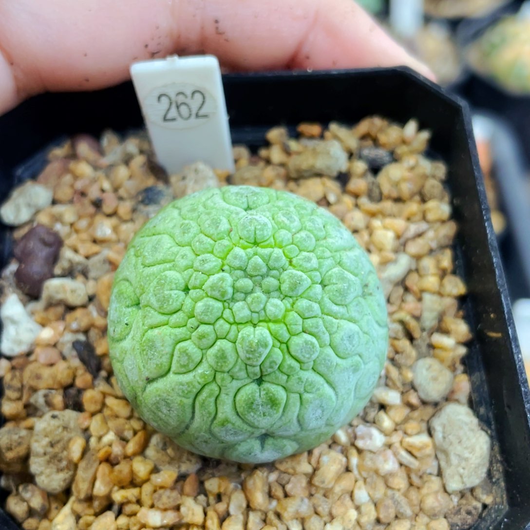 盆5公分满25包邮裸根发货3.5cm