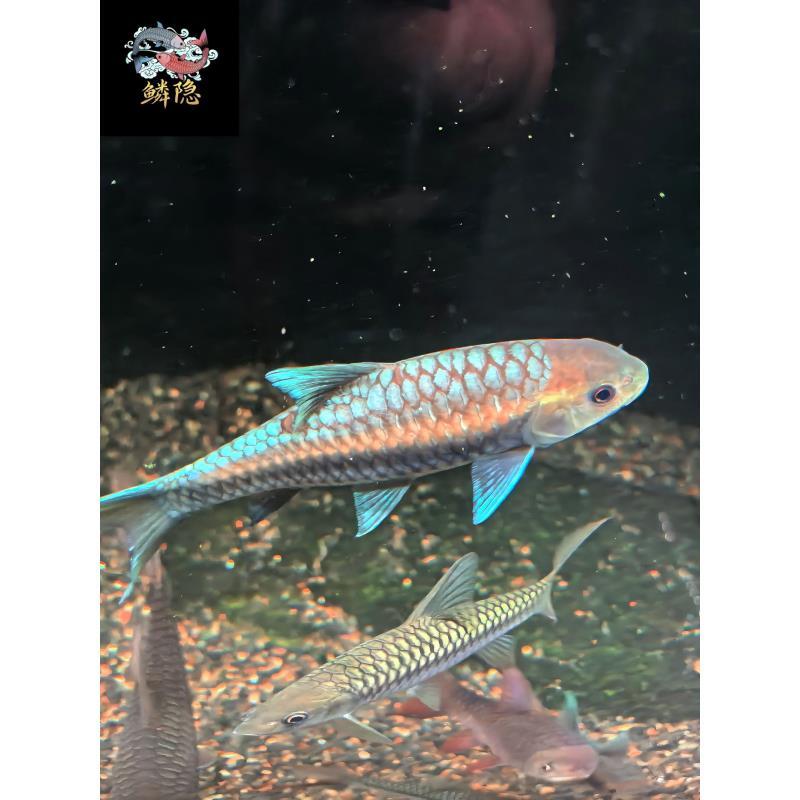 吉罗鱼直播间一鱼一拍竞拍