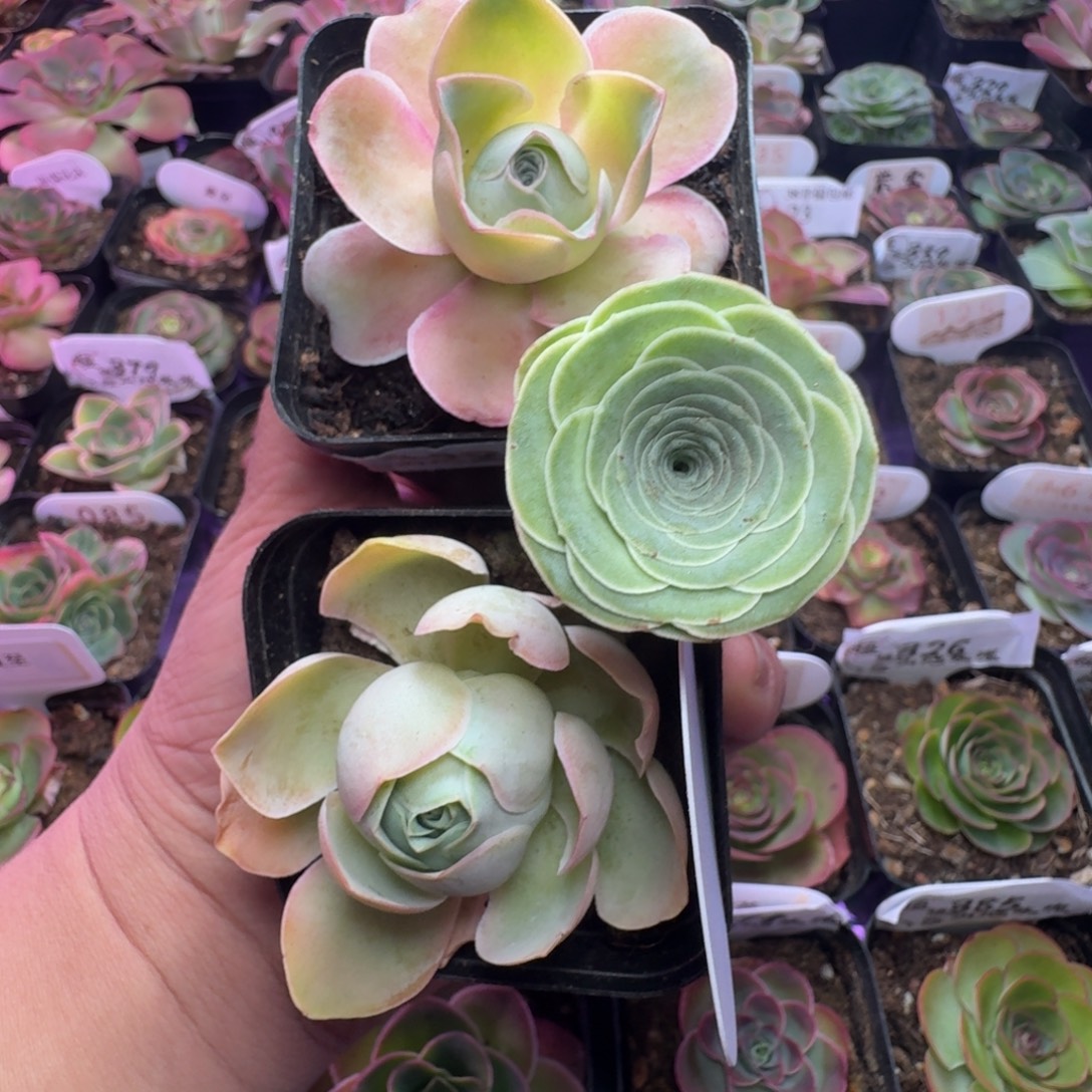 红***升楹楹-303-110冠幅  4CM