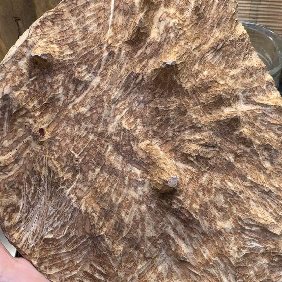 香榧木海南大山老顶52.9克