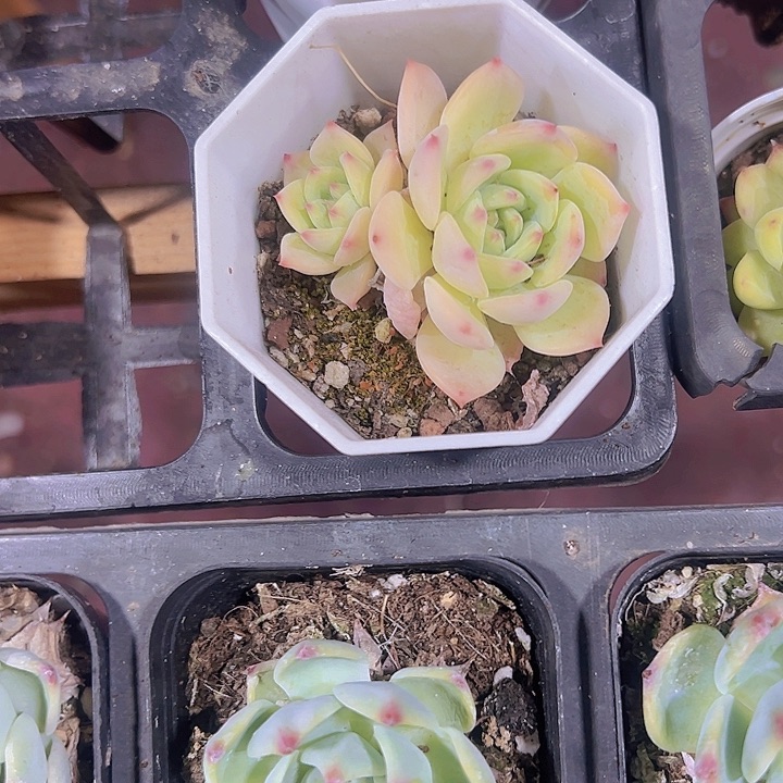 @****安玛利亚精品多肉植物大战