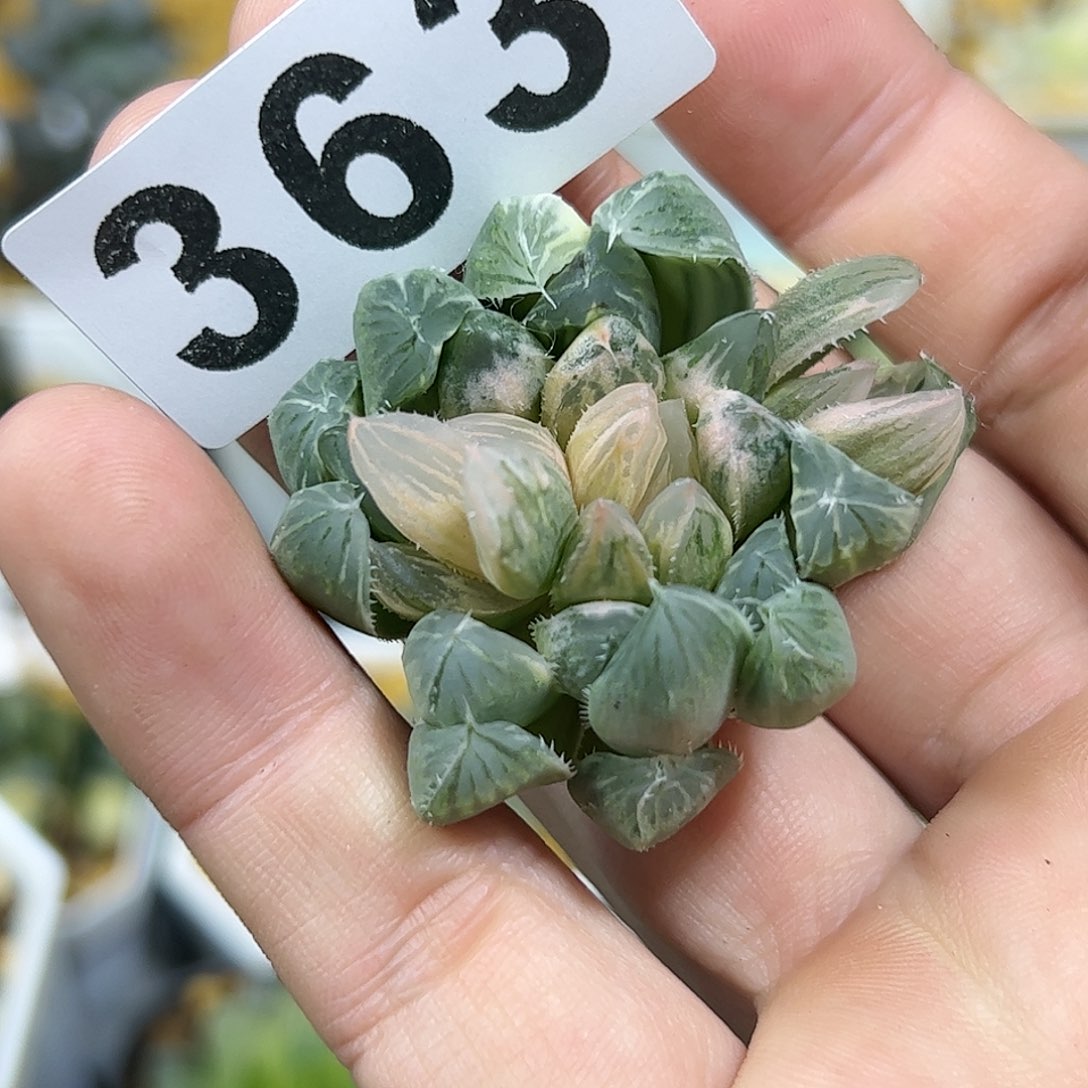 糊斑锦霓虹灯十二卷多肉植物