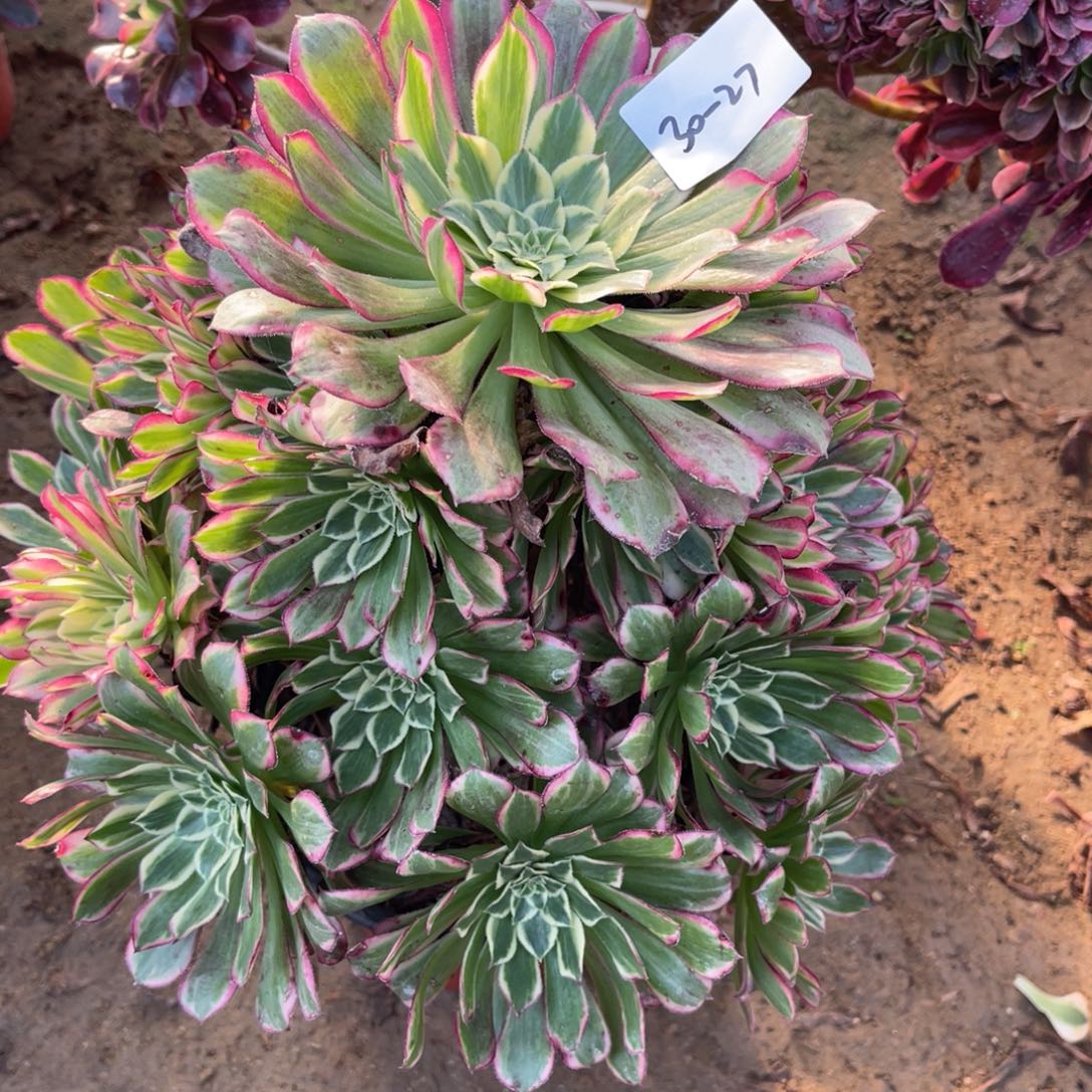 30-27天河手捧多肉