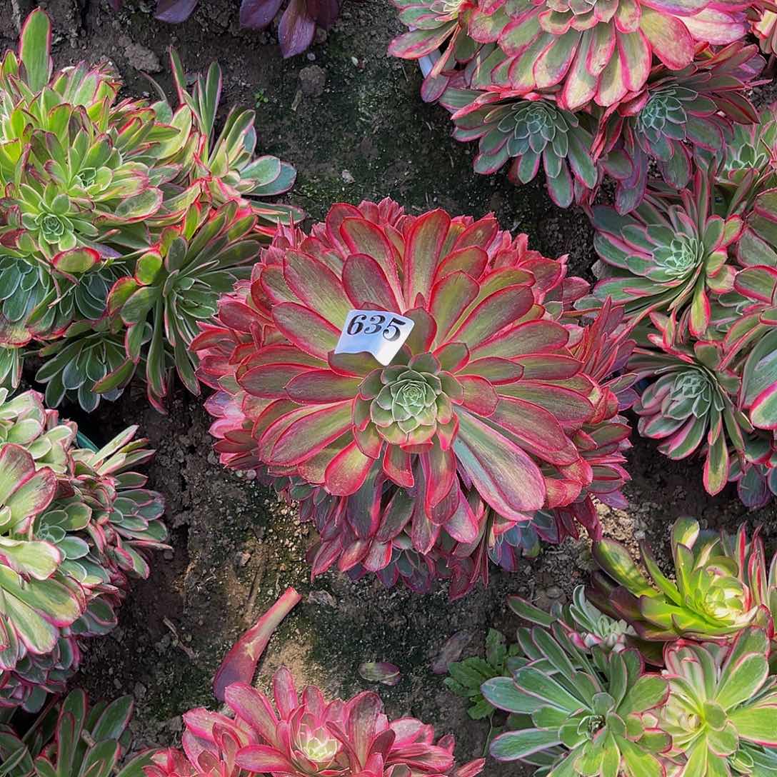 孔雀翎法师多肉5-30