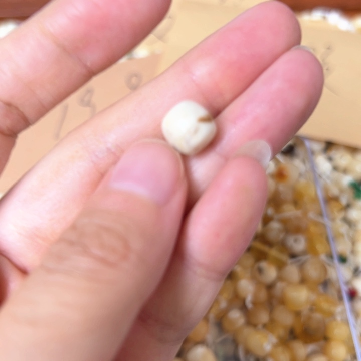 蜜蜡未镶嵌裸石9mm一个