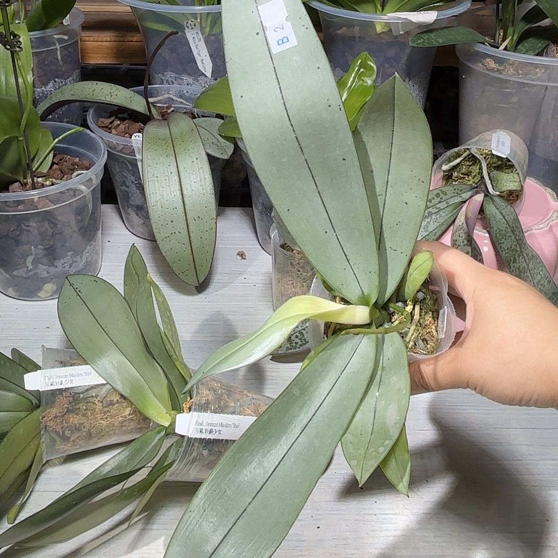 刘***哥当前无花栽培后可以开花青铜少女