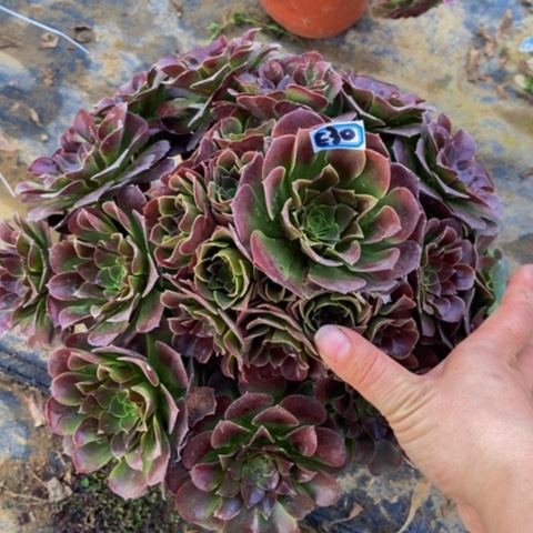 荷兰玫瑰多肉30多肉