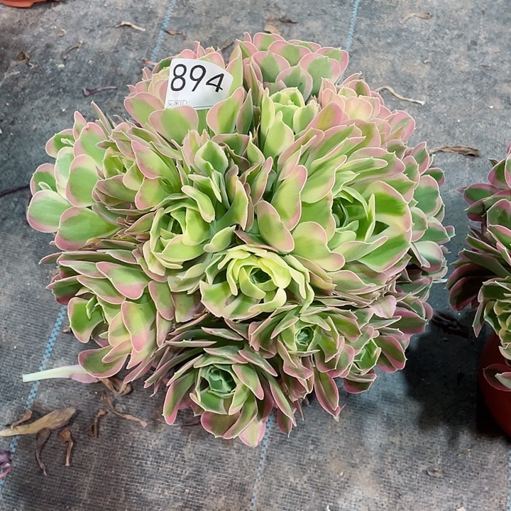 894白凤  冠幅28