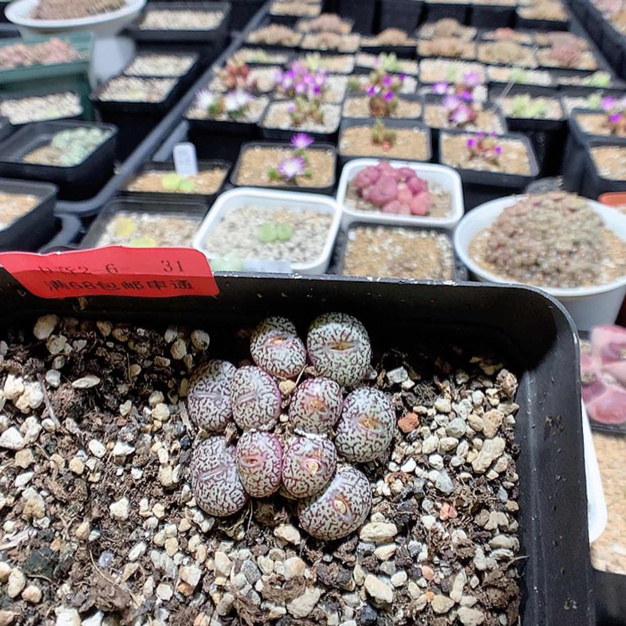 【闪购商品】2-6-31 密纹安贞一群 40