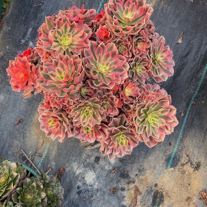 女巫多肉植物老庄