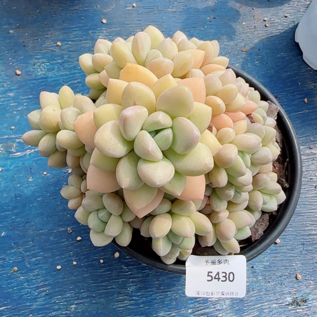 泡泡糖无砍，5430多肉