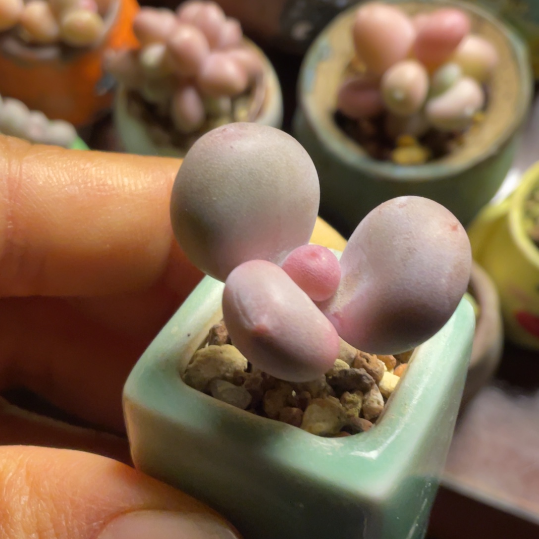 粉奶一个带盆满50包邮非偏远