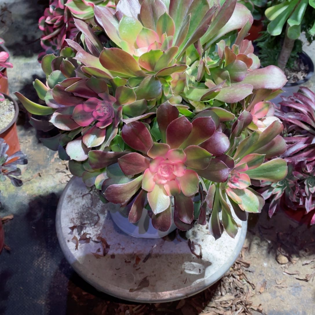 多肉植物雅典娜538