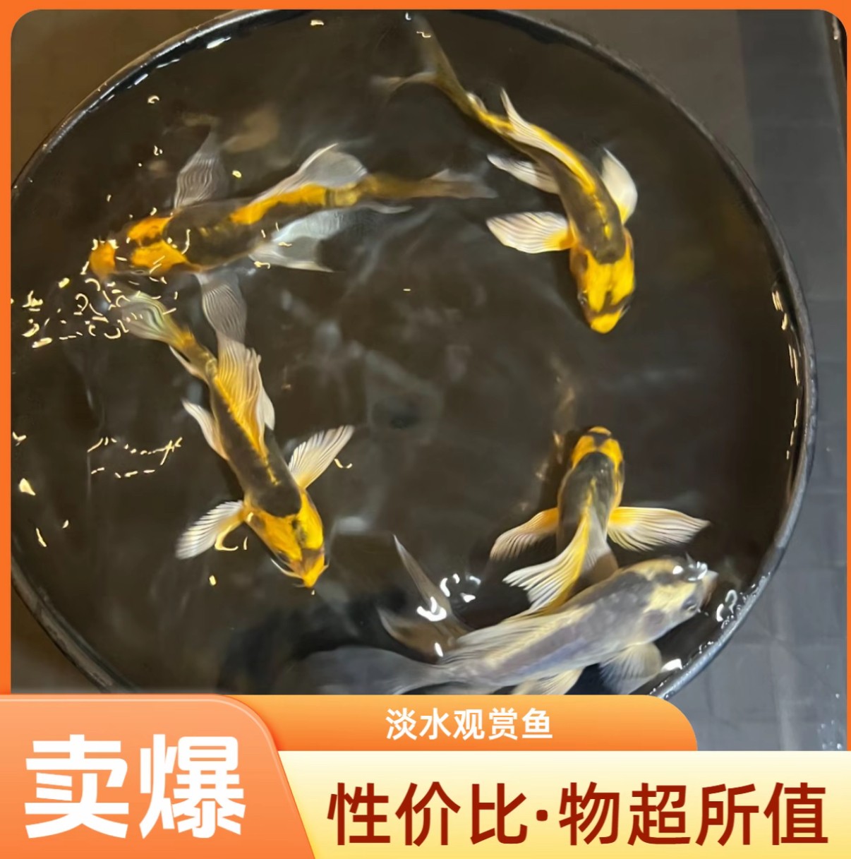 精品贵妃体玛雅蝴蝶鲤！冷水观赏鱼