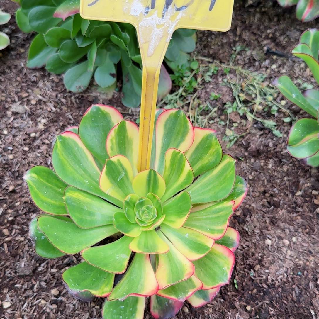 3-1151--多头多肉植物