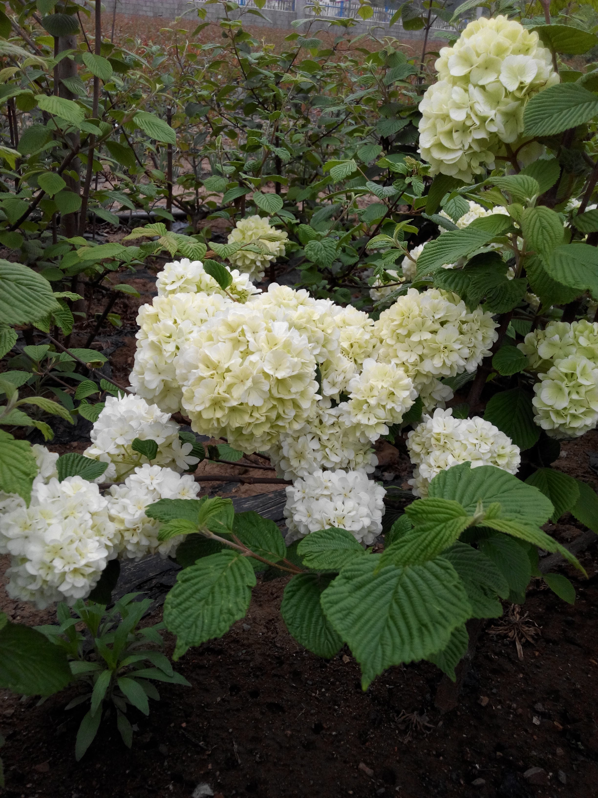 木绣球基地直销，麻叶木绣球，一物一拍
