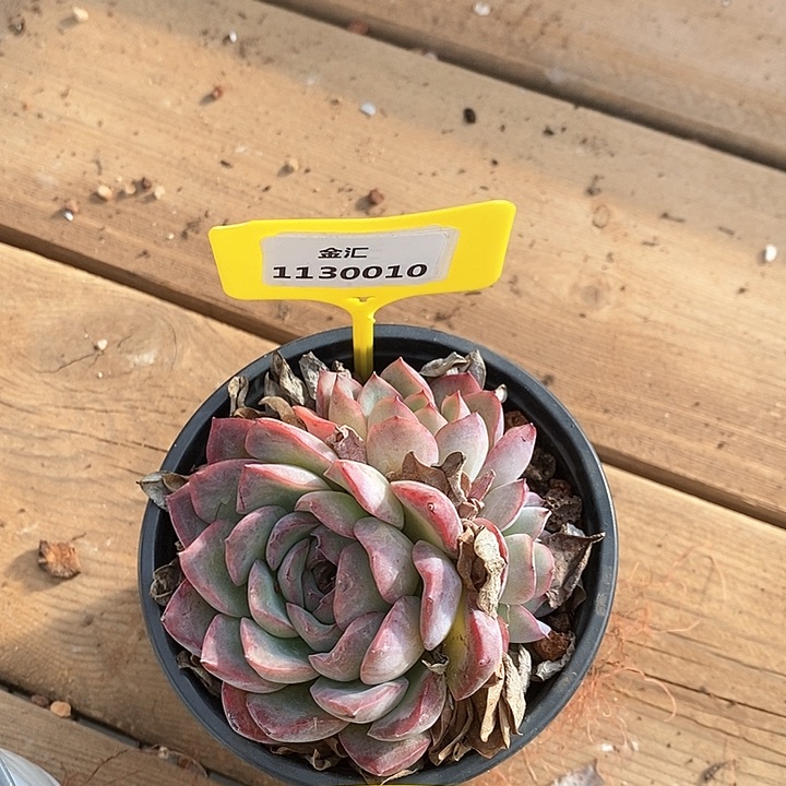 大****！福利多多。1130010