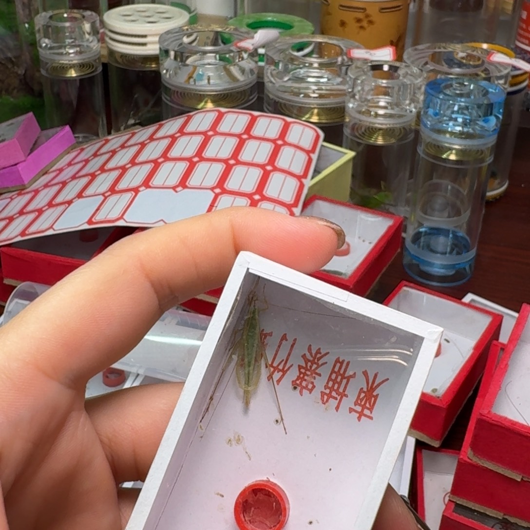 手***6一条竹林。        