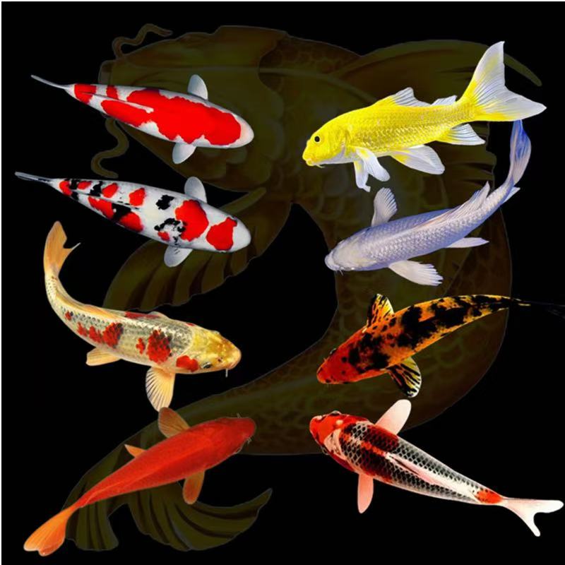 12-16厘米5条血统锦鲤活鱼新手好养冷水鱼耐活观赏鱼渔场直发